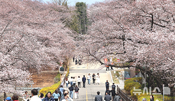 1年でたった六日しか見られないサクラの花