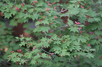 ▲韓国全域に自生しているチョウセンハウチワカエデ／国立生物資源館