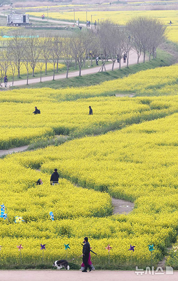 黄色い波の中、春のお出かけ