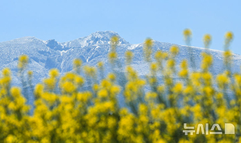 冠雪した漢拏山と菜の花