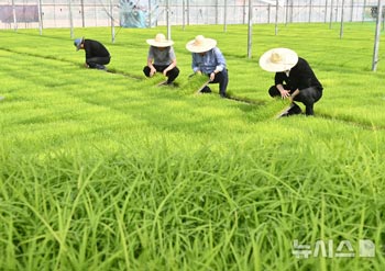 田植えシーズン間近…育苗場は大忙し