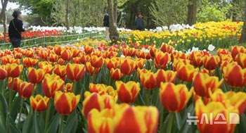 春の天気でチューリップも満開