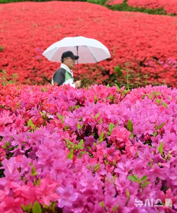 春雨に濡れるツツジ