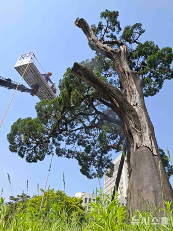 樹齢およそ900年…瑞草駅の保護樹木「千年香」の洗浄