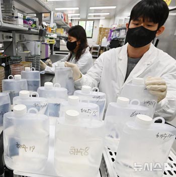 今年最初のビブリオ敗血症菌を検出