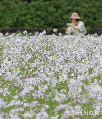 ミニ大根が開花したポロムワッ農場＝済州