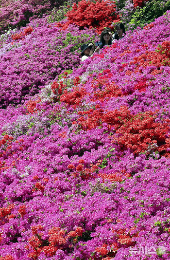 壮観…白楊山のツツジ＝釜山