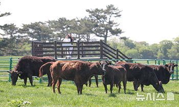 済州黒牛、初の一般公開に向けて試験放牧