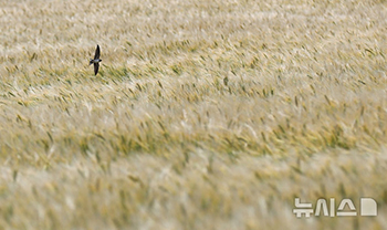 麦が実りゆく季節
