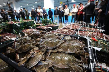 春のワタリガニ　漁獲量大幅ダウン　／仁川