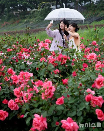 「中浪ソウル・バラ祭り」開幕