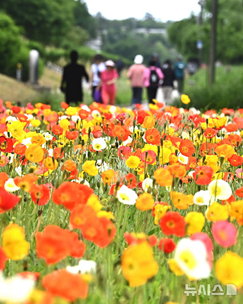 ポピーの花が彩る烏山川