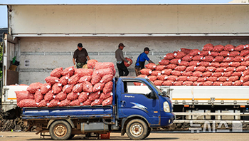 今年初、ニンニクの買い上げ＝済州