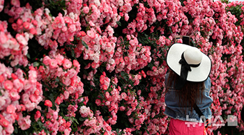 5月はバラの季節