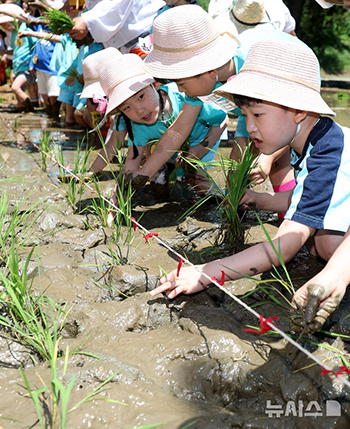 伝統の田植えを体験する「ちびっこ農夫」