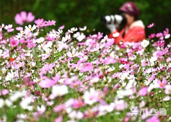 6月にコスモス満開
