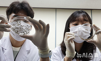 「蚊に気を付けてください」　韓国各地にマラリア注意報