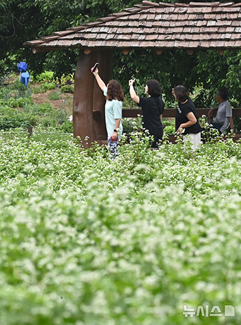 市民農場で開花したソバの花