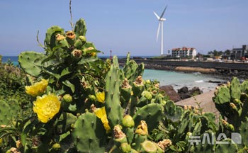 夏の盛りに咲くサボテンの花＝済州