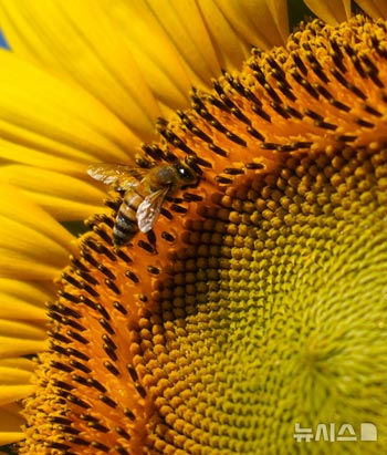 ヒマワリの花の蜜を集めるミツバチ