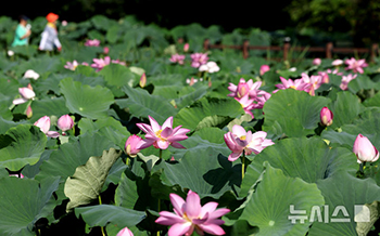 「ハスの花の道を散歩」　／大邱
