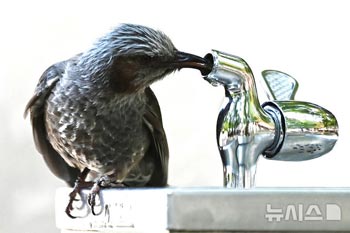 喉を潤すヒヨドリ