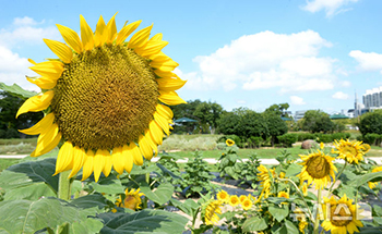 猛暑の中で大きく咲いたヒマワリ