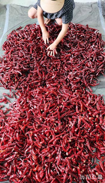 立秋を前にトウガラシを干す風景