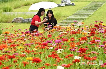 暑さの中で満開のヒャクニチソウ