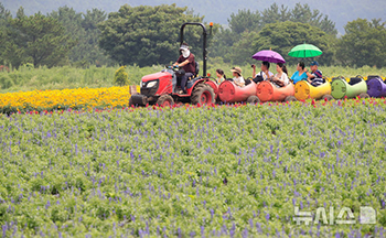 「空き缶列車」が走る立秋の野原＝済州