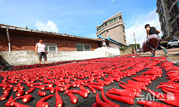 青空の下で天日干しされるトウガラシ