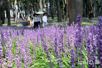 猛暑の中で大きく開花したヤブラン