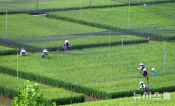 稲の間に生えた雑草を取る農民たち