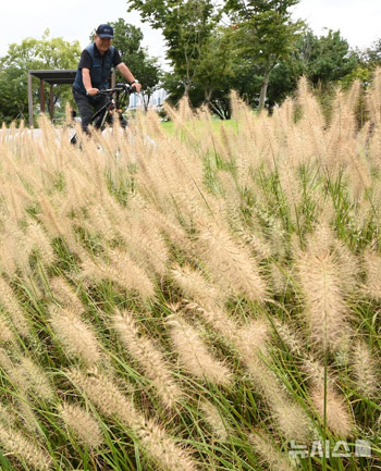 秋の到来を告げるチカラシバ