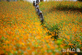 「秋の伝令」コスモスと共に