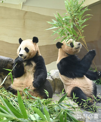新たな飼育場でえさを食べている双子パンダ