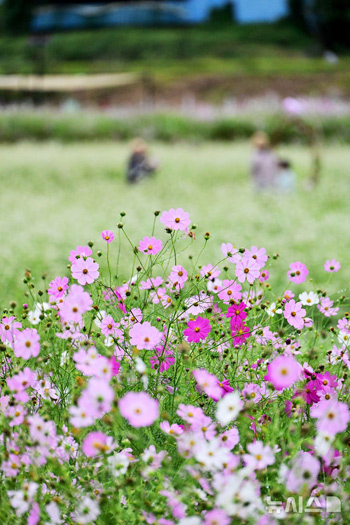 花の道を歩いて