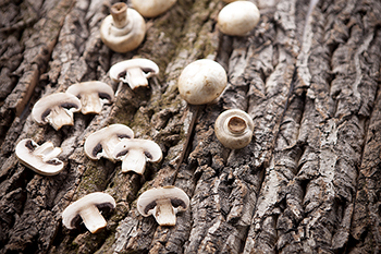 ▲写真＝UTOIMAGE