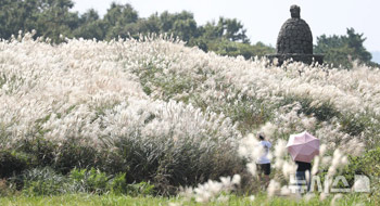 ススキが揺れる暁星岳　／済州