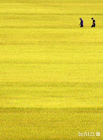 黄金色に染まった田んぼ　／大邱