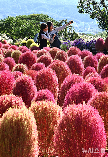 赤く色付いたホウキグサと共に