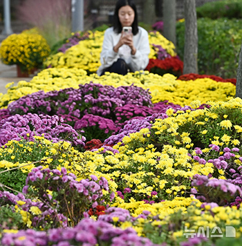 キクの花の香でいっぱいの秋