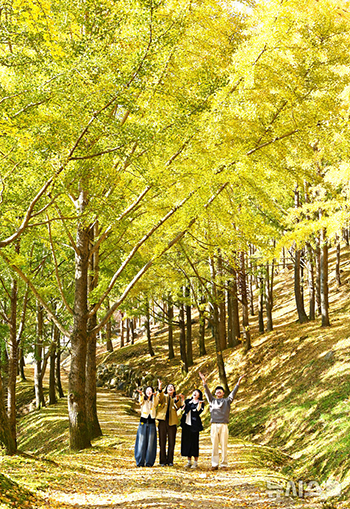 秋を迎えたエバーランドの「イチョウの森」