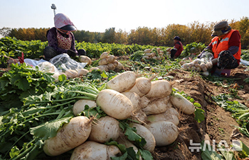 キムジャンのシーズンを前にダイコンの収穫