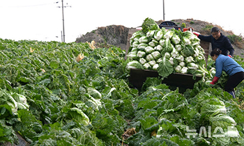 キムジャン用ハクサイを収穫する農業者