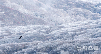 美しい漢拏山の樹氷