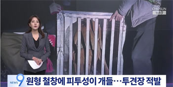 動物保護団体の通報で血痕だらけの闘犬場と大型犬9匹発見…約40人摘発　／全羅南道・和順郡