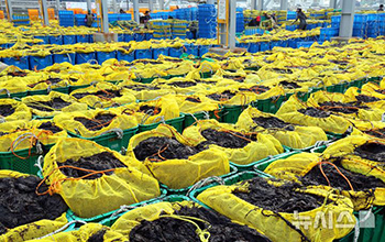 旬を迎えた「洛東のり」の収穫＝釜山