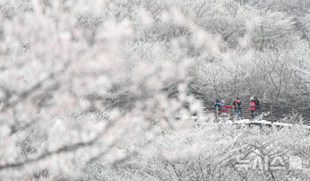 漢拏山の1100高地、真冬の趣き
