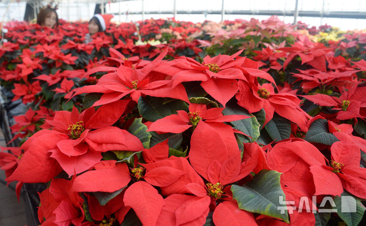クリスマスを前に大きく花開いたポインセチア